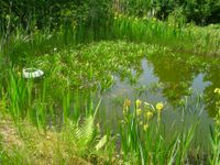 Pflanzen für den Gartenteich Nordrhein-Westfalen - Witten Vorschau