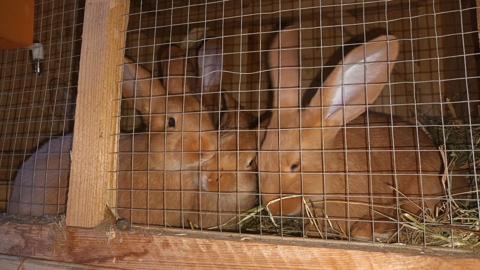 Burgunder Kaninchen in Hüffenhardt