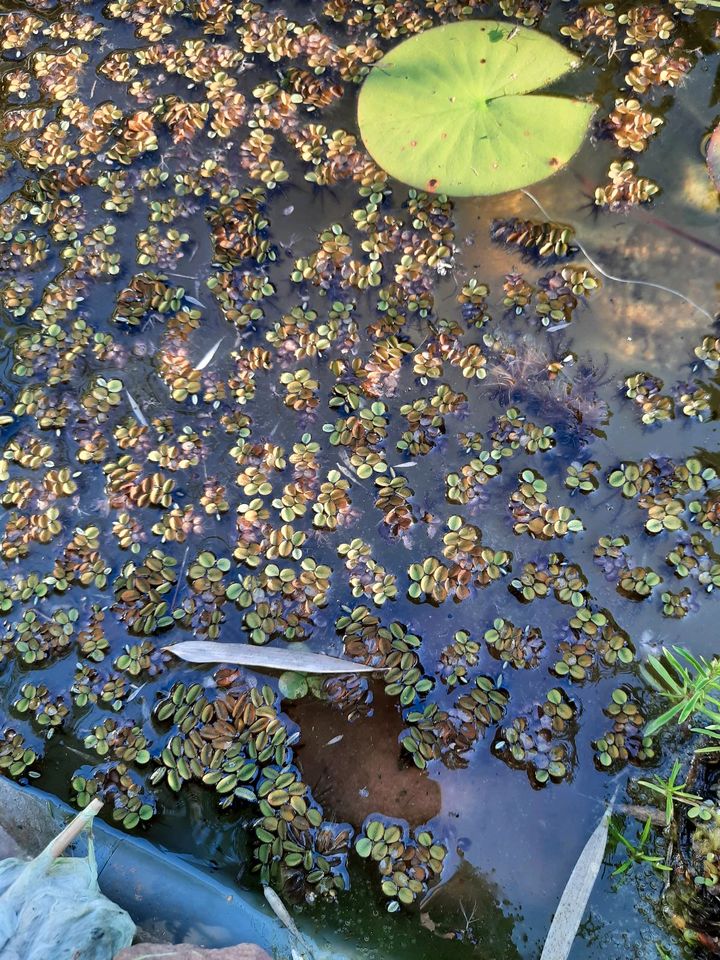 Schwimmfarn aus Naturgarten in Spangenberg