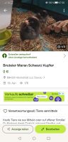 Bruteier Maran Schwarz Kupfer Bayern - Höchstädt a.d. Donau Vorschau