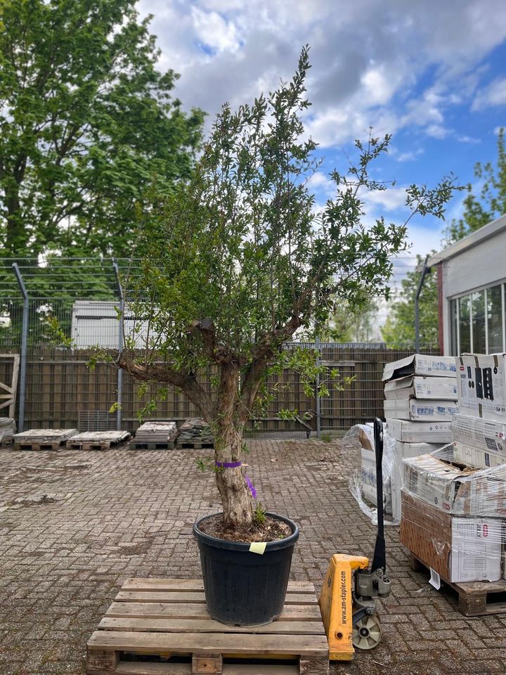 NEU! Granatapfelbaum, Pflanze, Outdoor, Inkl. Topf, Obstbaum in Bremen