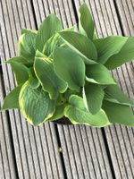 Hosta "Fringe Benefit" und "Elata" winterhart, pflegeleicht Baden-Württemberg - Maulbronn Vorschau