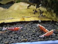 Galaxy Fishbone red, Caridina Garnele, rot, TOP Niedersachsen - Oldendorf (Luhe) Vorschau