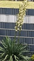 Yucca Pflanze 2St Baden-Württemberg - Dietenheim Vorschau