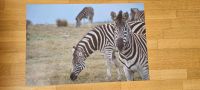 Tierposter Zebras 90 x 60 Poster Münster (Westfalen) - Centrum Vorschau