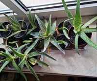 Aloe Vera Pflanzen, 12 Stück Sachsen - Böhlen Vorschau