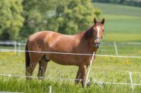 Pferd sucht Reiter: Reitbeteiligung Hessen - Großalmerode Vorschau