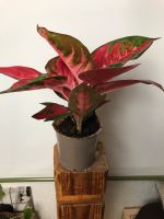 Wunderschöne Aglaonema in den Farben rot/grün Baden-Württemberg - Bösingen Vorschau