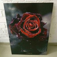 Bild Rose schwarz kein Ikea Hardeck geschenk Nordrhein-Westfalen - Gelsenkirchen Vorschau