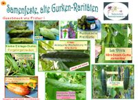 ♥ BIO Samenfeste Gurken-Raritäten,Samen,Gemüse,Tulpenstolz Eimsbüttel - Hamburg Schnelsen Vorschau