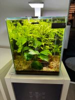 Aquael  Aquarium 30 Liter mit ca 150 Bloody Mary Garnelen Hessen - Herborn Vorschau