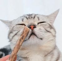 Matatabi Sticks für Katzen/Katzenzahnpflege/Katzenspielzeug Bayern - Sand a. Main Vorschau