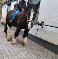 Suche Reitbeteiligung/Pflegebeteiligung an liebem Tinker Opi Bochum - Bochum-Südwest Vorschau