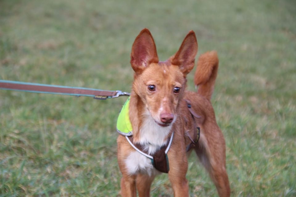 Stanley süßer Podenco in Neunkirchen