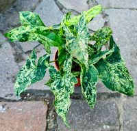 Syngonium Mottled Mojito mit mehreren Pflanzen im Topf Hessen - Obertshausen Vorschau