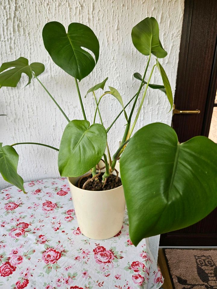 Monstera deliciosa in Rüdersdorf