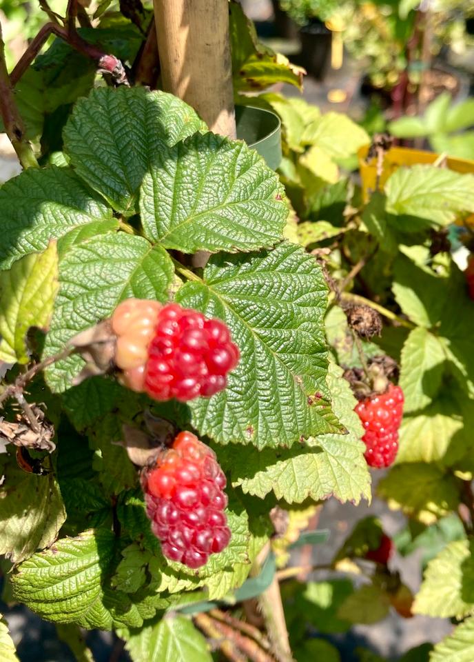 Beeren in Großer Auswahl, Heidelbeeren, Himbeeren, Holunder  uvm in Oldenburg