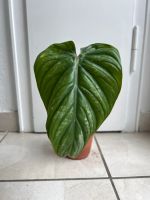 Philodendron Plowmanii Innenstadt - Köln Altstadt Vorschau