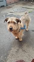 Zuzu Terrier Mix sucht Zuhause, Tierschutz Bayern - Freising Vorschau