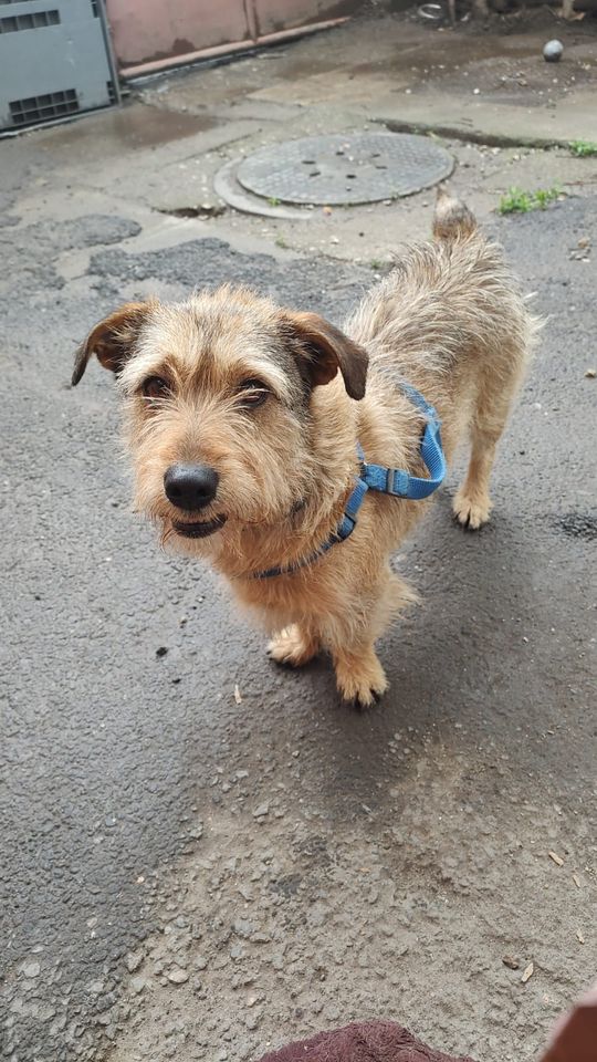 Zuzu Terrier Mix sucht Zuhause, Tierschutz in Freising