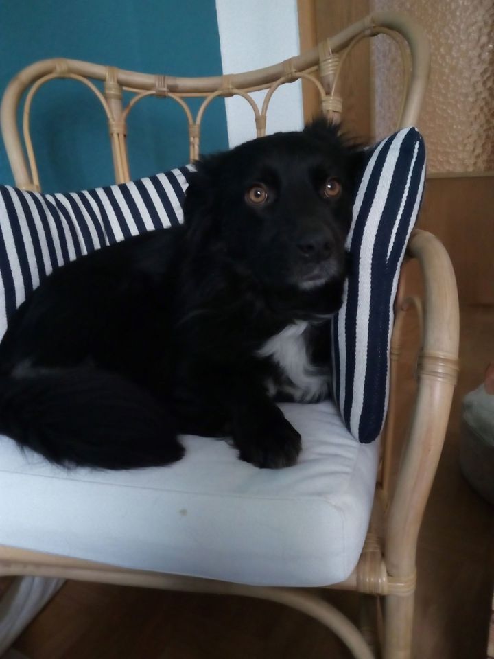 Toller Rüde sucht Menschen mit Hundeerfahrung und Geduld in Ilmenau