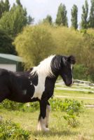 Reitbeteiligung/ Pony sucht Reiter Krummhörn - Upleward Vorschau