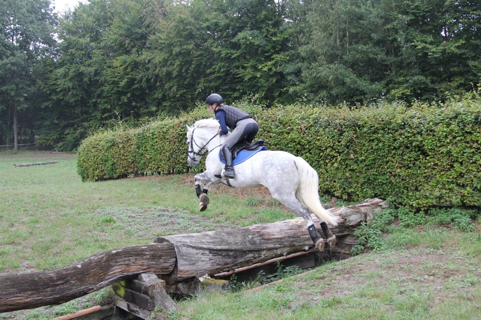 Wallach 153 cm 10 Jahre Connemara Irish Horse Mix ggf. Verfügung in Coesfeld