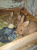 Verkaufe Junge Kaninchen 8 Wochen alt... Brandenburg - Senftenberg Vorschau