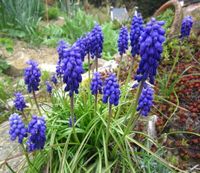 25x Traubenhyazinthe  Muscari Zwiebelpflanze winterhart Hessen - Liebenau Vorschau