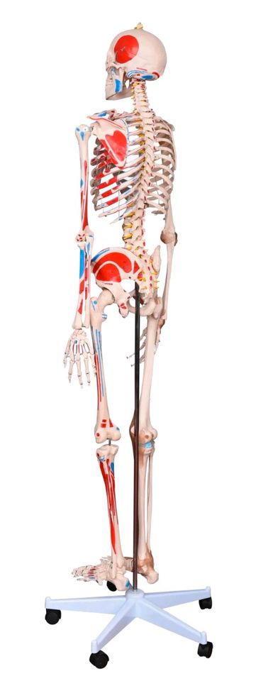 Anatomie Skelett lebensgroß in Ahlbeck