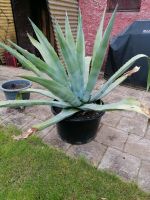 Agave im Topf Hessen - Hasselroth Vorschau