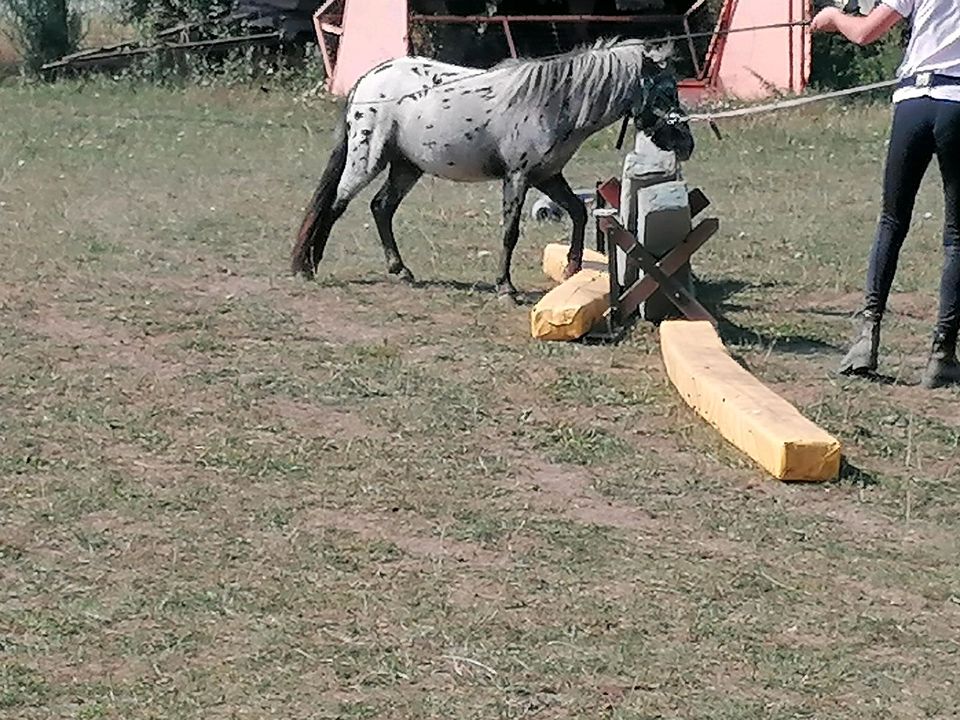 Ponyhengst, Shetty, Tigerschecke in Kabelsketal