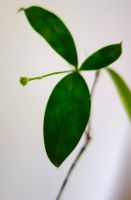 Zimmerpflanze Dracaena surculosa mit KNOSPE weiß blühend Hannover - Mitte Vorschau