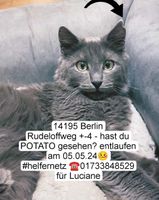 Wer hat Potato gesehen? Berlin - Steglitz Vorschau