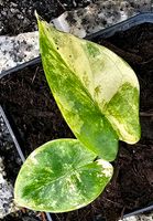 Alocasia Silver Dragon Variegata Hessen - Obertshausen Vorschau