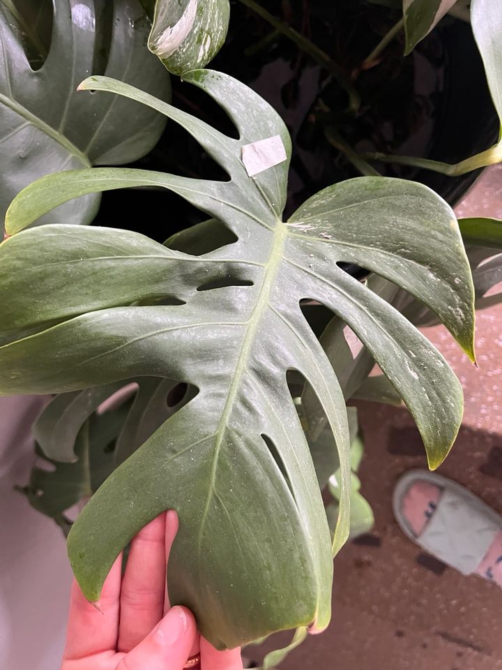 Monstera variegata steckling ableger pflanze in Saarbrücken