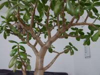 Pre Bonsai Pfennigbaum Geldbaum Crassula ovata Niedersachsen - Blomberg Vorschau