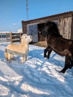 Offenstall/ Paddock für 2 Shetties gesucht Rehegeeignet! Nordrhein-Westfalen - Linnich Vorschau