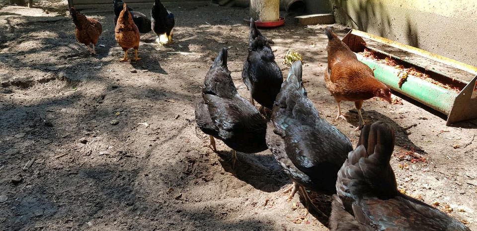 Appenzeller & Welsumer Zwerg Kreuzung Junghennen bzw. Legehennen in Rietberg