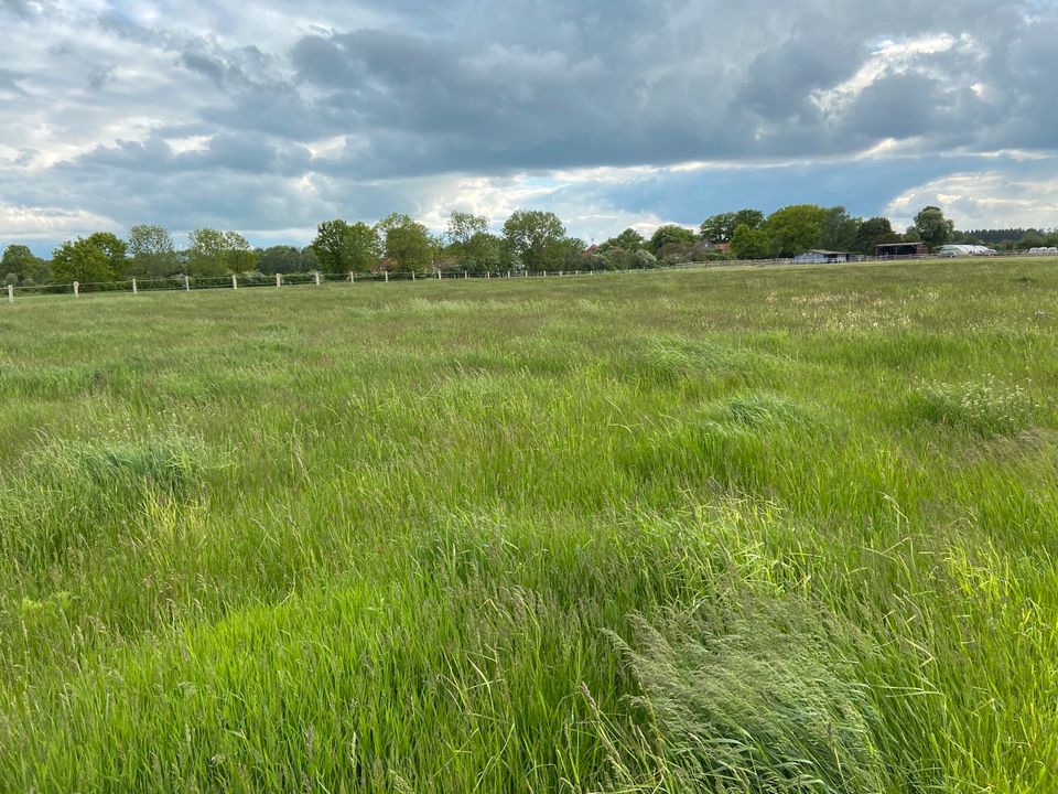 Offenstall / Stall / Offenstallplatz in 29690 Grethem in Schwarmstedt