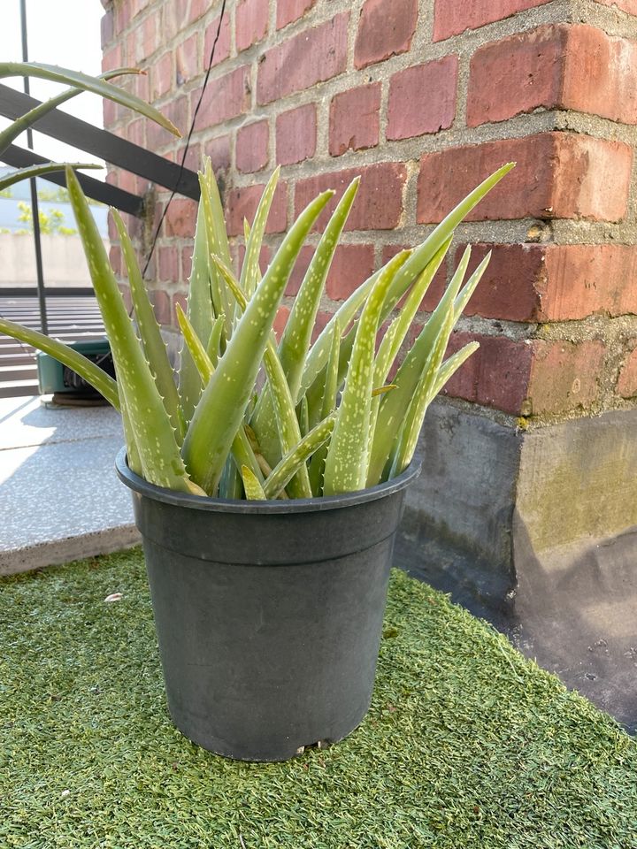 4 Aloe Vera Einzelpflanzen im Top in Darmstadt