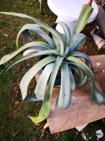 Große Agave, Aloe Chemnitz - Stelzendorf Vorschau