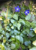 Pflanzzeit: Bodendeckerstaude, immergrün-blaublühend, vinca major Niedersachsen - Norden Vorschau