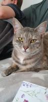 Katze vermisst seit 12.5.25 Schleswig-Holstein - Hohenwestedt Vorschau