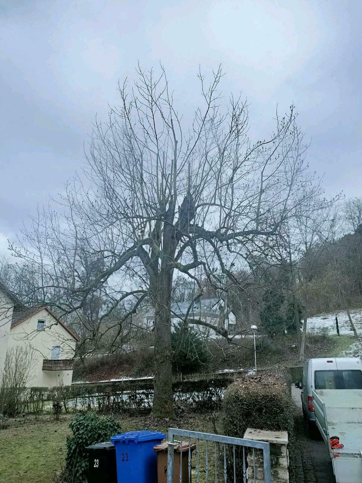 Baum- und Gartenpflege in Oettingen in Bayern