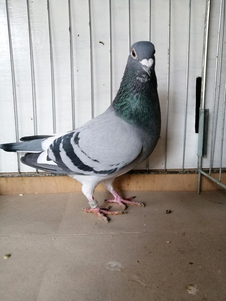 Verkaufe einen schönen Vogel von Karl Heiz Koch. in Münchenbernsdorf