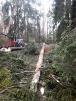 Borkenkäferaufarbeitung Bayern - Schwandorf Vorschau