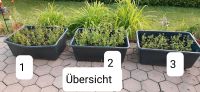 3 Liguster Kübel Bayern - Oerlenbach Vorschau