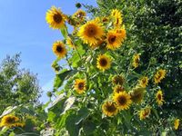 Samen Extra große Sonnenblumen Sonnenblume Einfache Riesen Sonnen Baden-Württemberg - Pfedelbach Vorschau