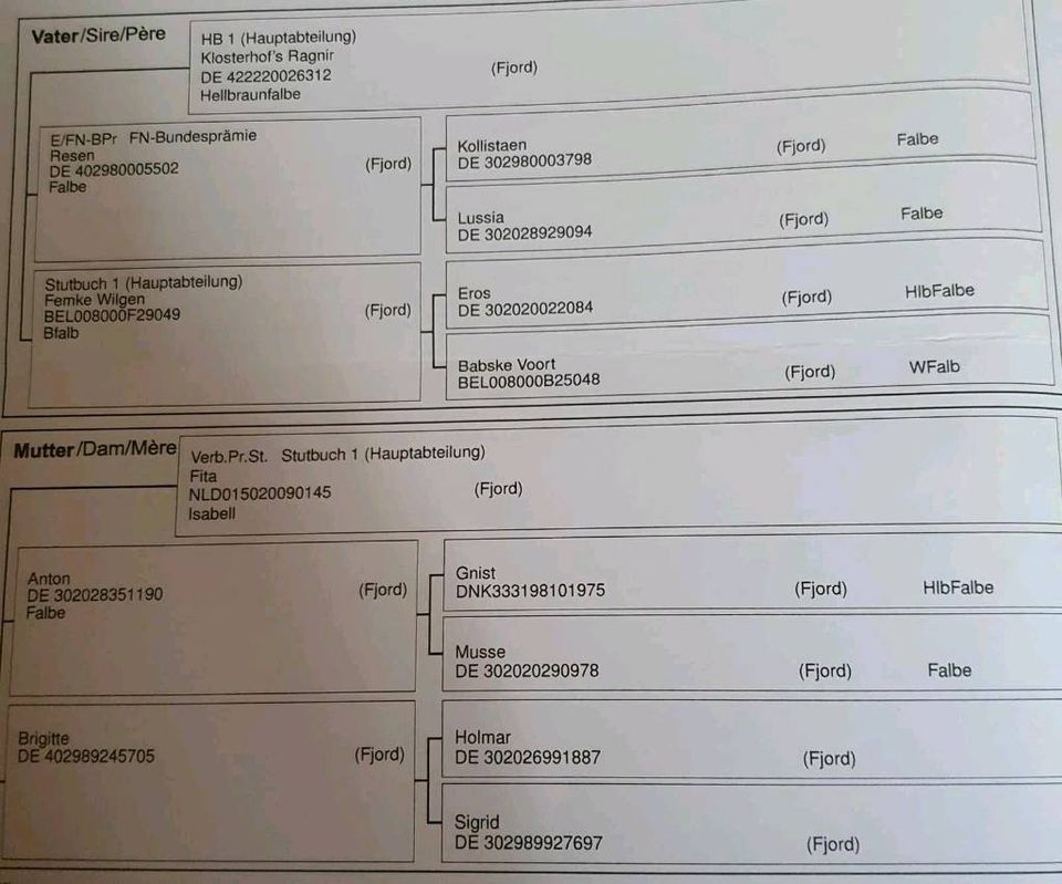 Norweger / Fjordpferd 2 jährige Stute in Sonsbeck